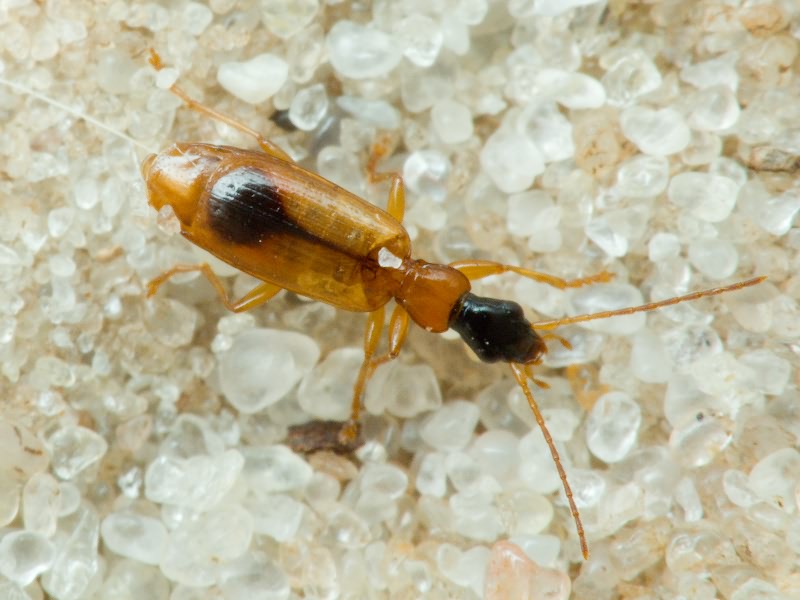 Demetrias monostigma Samouelle, 1819